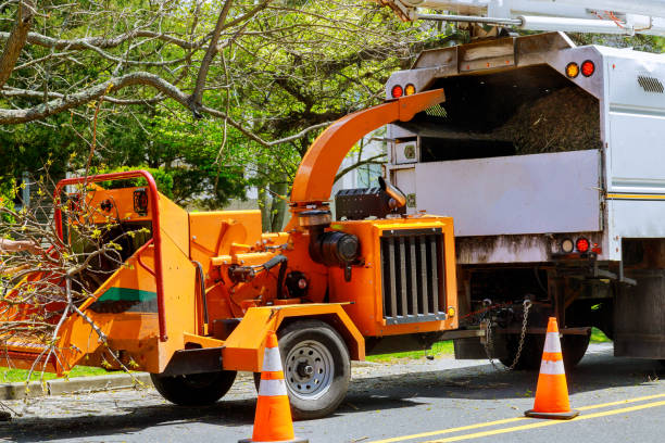 Tree and Shrub Care in Greenacres, FL